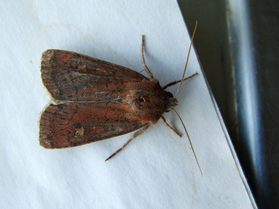 Square-spot Rustic